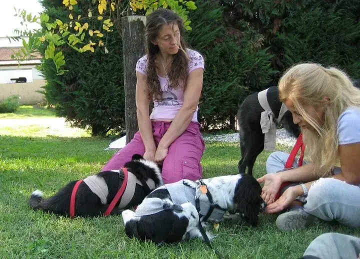 Simila Laiatici a observar uma atividade com cães de colete de assistência